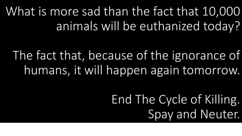 End the Cycle Spay and Neuter
